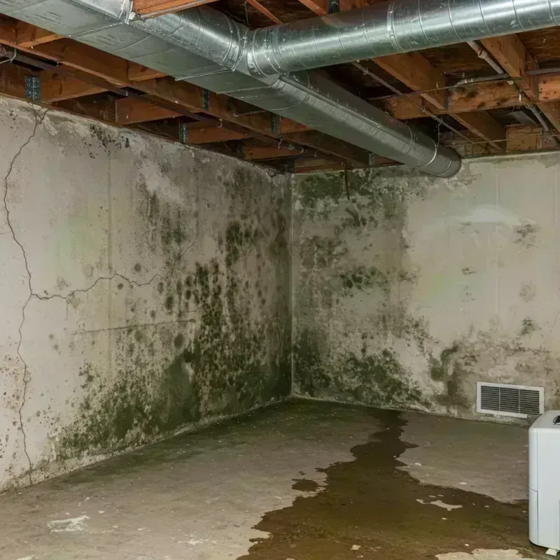 Professional Mold Removal in Riverside, IL